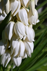 So White 6-26-25
