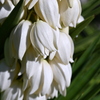 So White 6-26-25