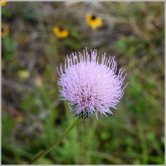 Cirsium nuttallii 5-25-23