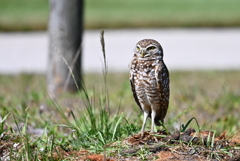 Florida Burrowing Owl of Saratoga Park