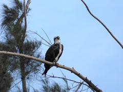 Female Osprey VI 9-24-23