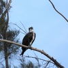 Female Osprey VI 9-24-23