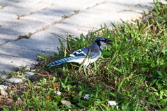 Blue Jay 11-1-24