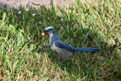Florida Scrub Jay with an Acorn 11-6-24