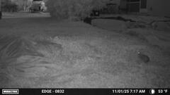 早朝のうさぎ  11-1-25