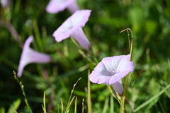 Ipomoea cordatotriloba 10-8-25
