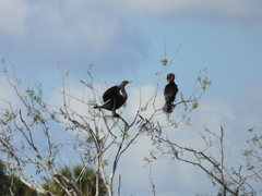 Double-Crested Cormorants 1-2-23