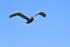 Pelecanus occidentalis 3-26-25