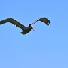 Pelecanus occidentalis 3-26-25