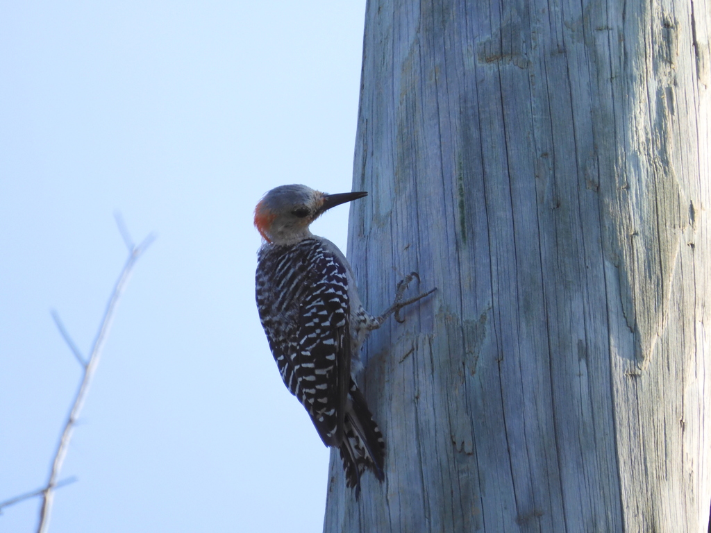 Female Red-bellied Woodpecker I 8-6-23