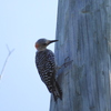Female Red-bellied Woodpecker I 8-6-23