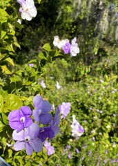 Brunfelsia 4 12-16-25