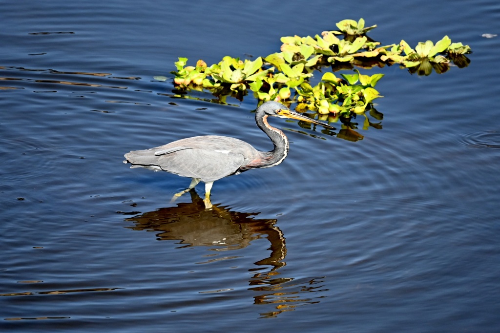 Looking at Fish 11-18-25