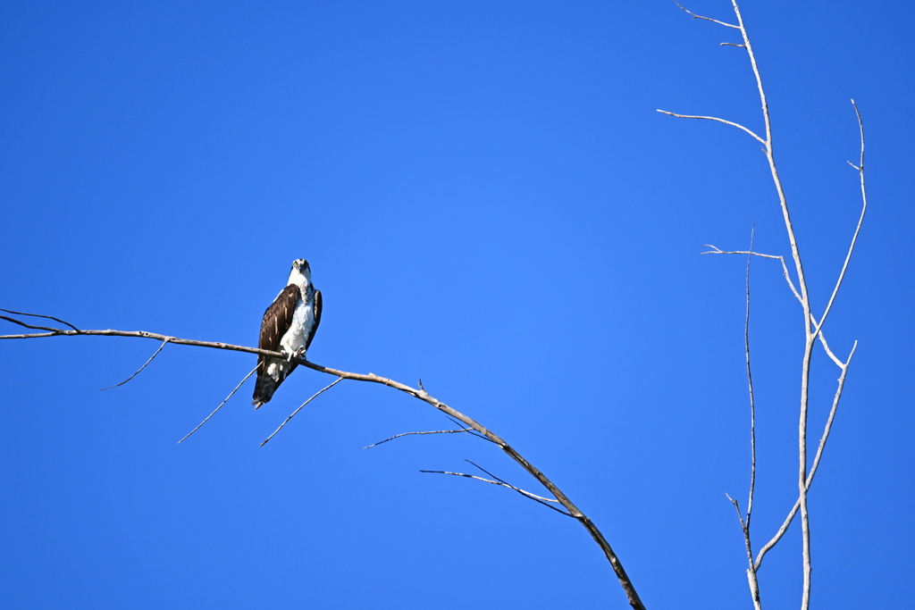 Pandion haliaetus carolinensis 9-24-25
