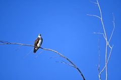 Pandion haliaetus carolinensis 9-24-25