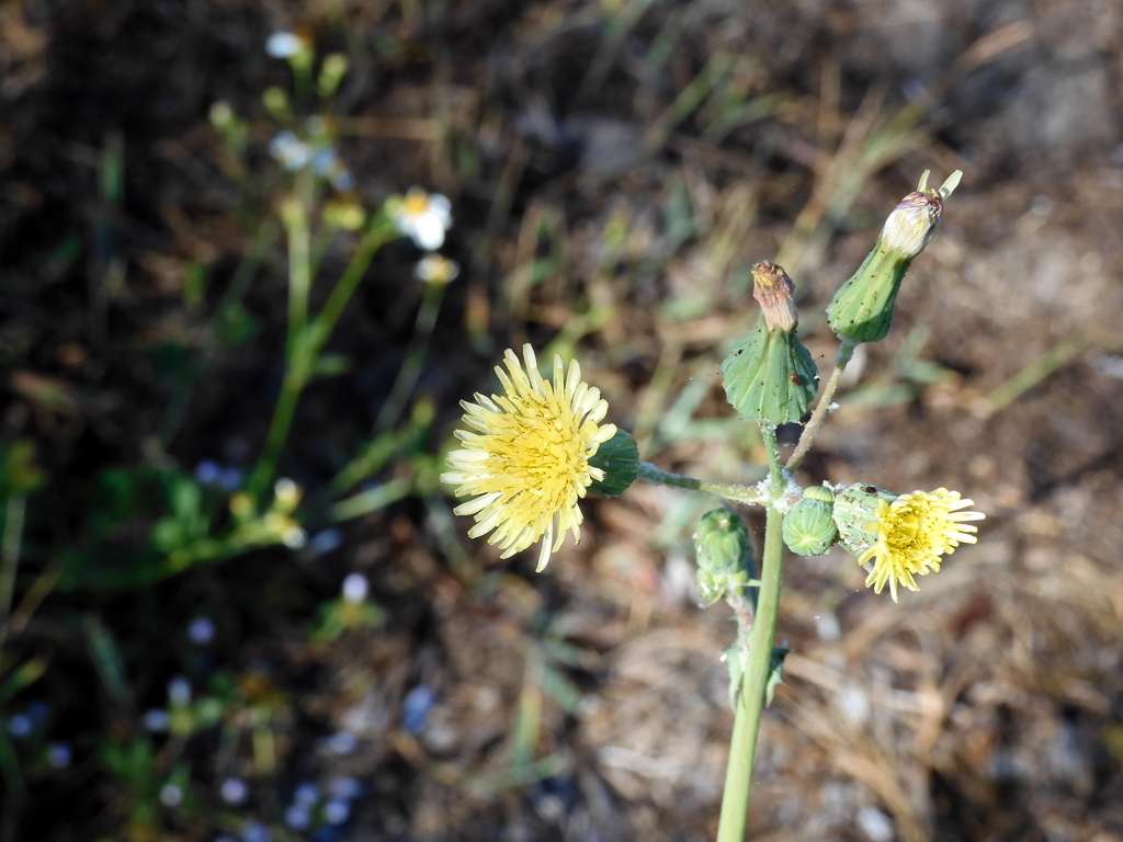 Sonchus oleraceus 4-6-23