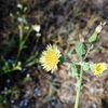 Sonchus oleraceus 4-6-23