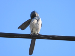 Preening 9-9-23