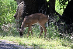 食べ盛りかい  10-15-0025
