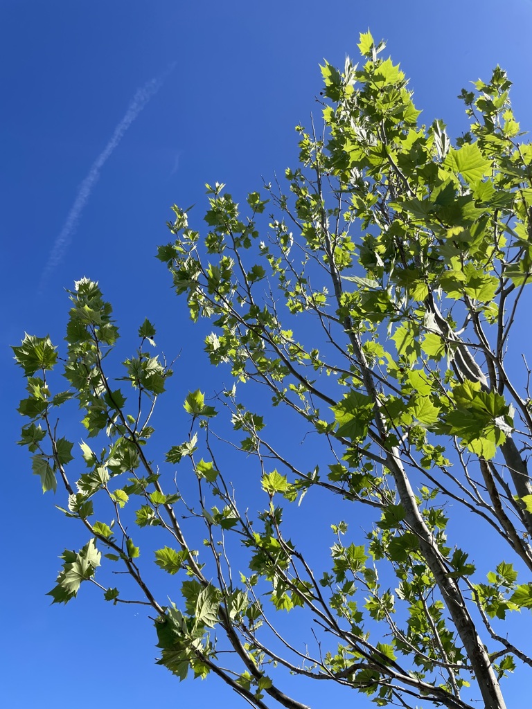 Platanus occidentalis 4-6-23