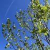 Platanus occidentalis 4-6-23
