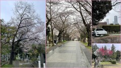 青山霊園　2024-4-1