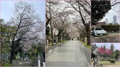 青山霊園　2024-4-1