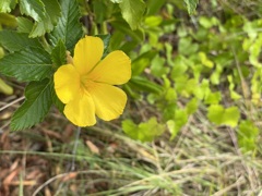 Turnera ulmifolia 3-8-24