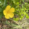 Turnera ulmifolia 3-8-24