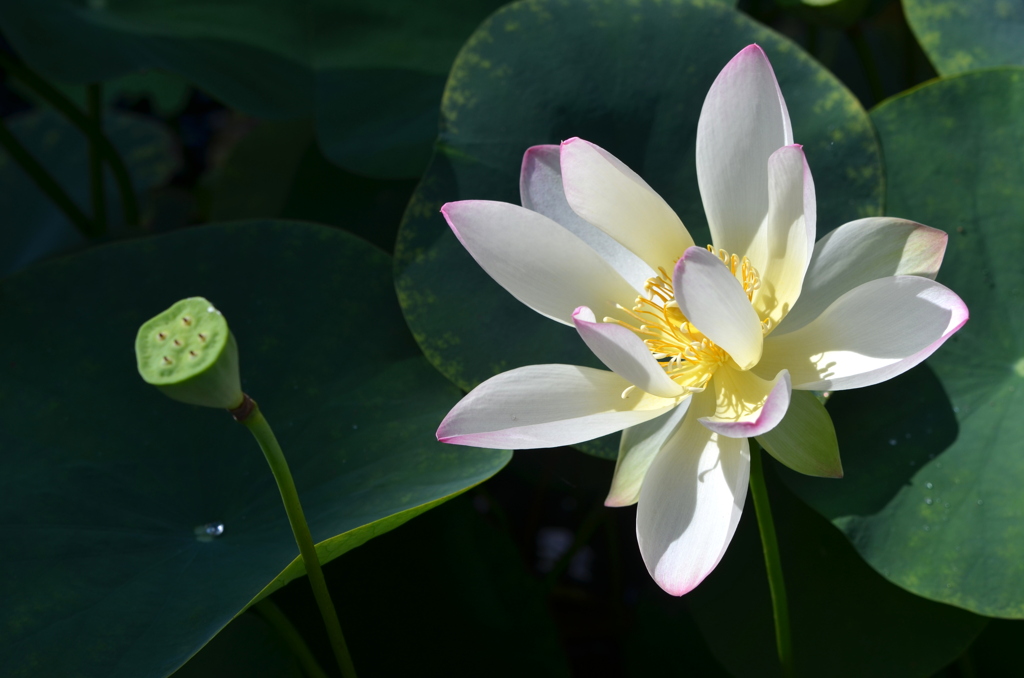 Sacred Lotus II 7-17-25