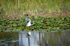 Tricolor Heron 2 12-13-22