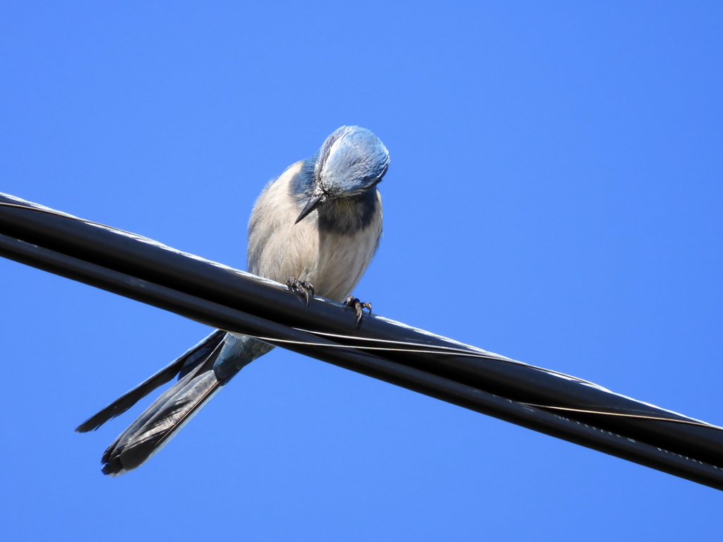 Florida Scrub Jay III 12-28-23
