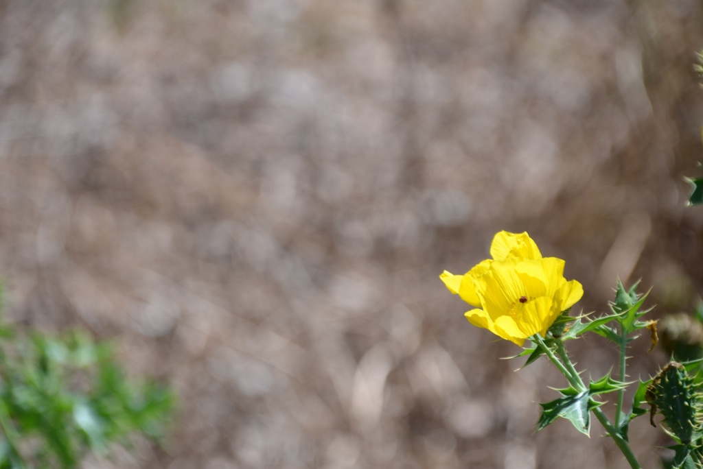 Mexican Prickly Poppy I 2-24-22