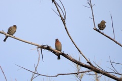 House Finches III 10-22-23