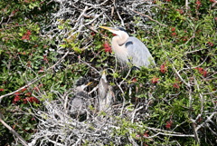 母上本当にお腹がすきました　1-30-26