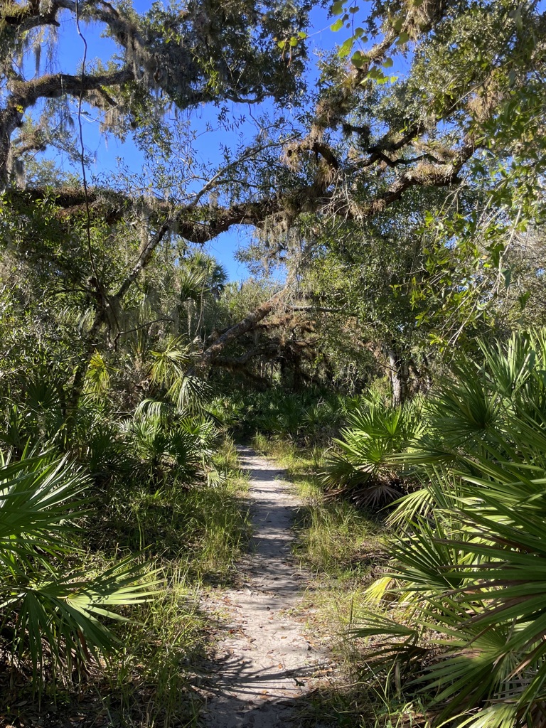 Forest 10-15-25