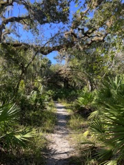 Forest 10-15-25