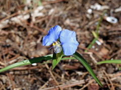 Whitemouth Dayflower II 10-24-23