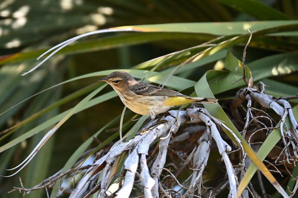 ご飯探し　11-18-25