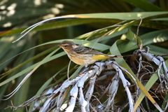 ご飯探し　11-18-25