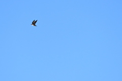 Flying 3-19-25
