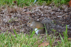 YumYum 11-17-21