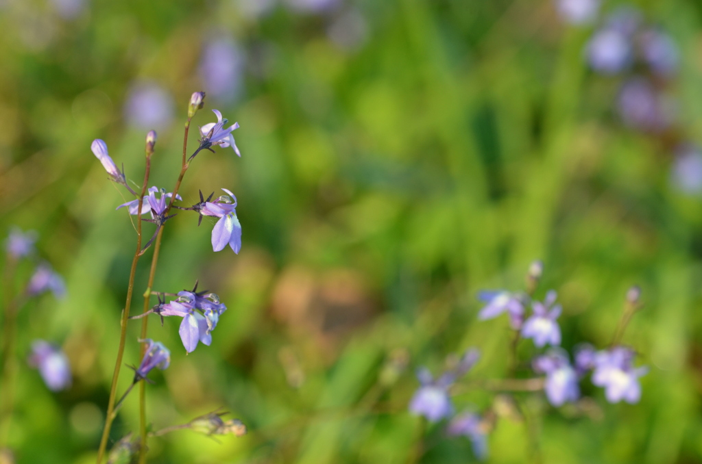 Lobelia feayana 3-22-25