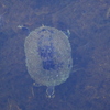 Turtle 6-27-23