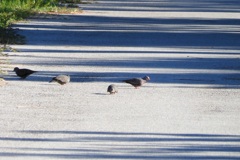 Common Ground Doves 9-14-23