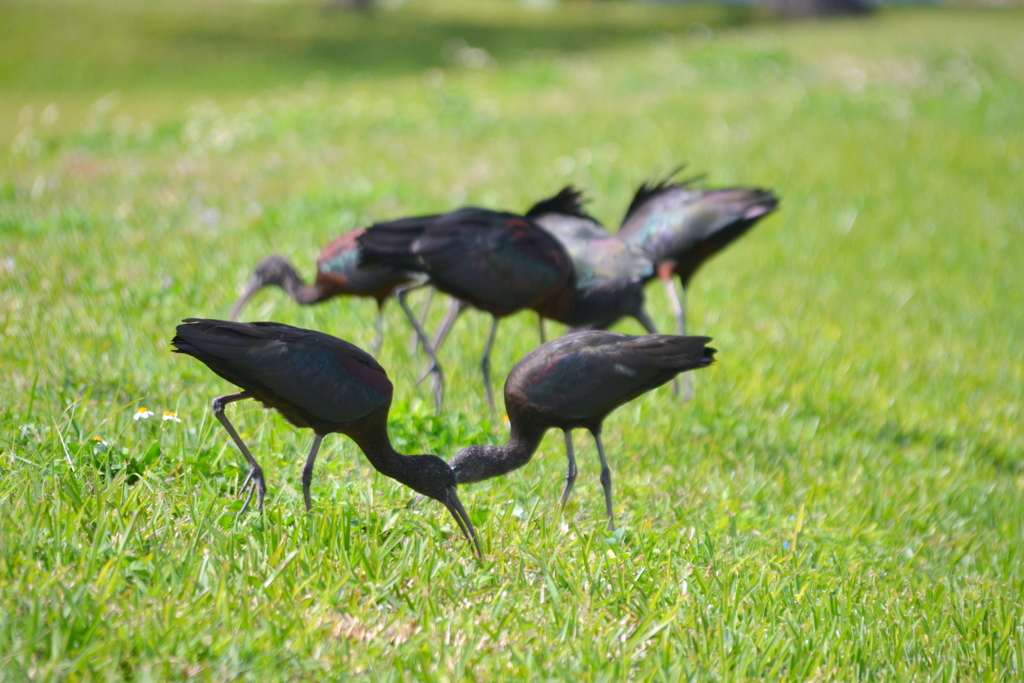 Glossy Ibises IV1-24-23