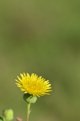 Spiny Sowthistle 3-1-25
