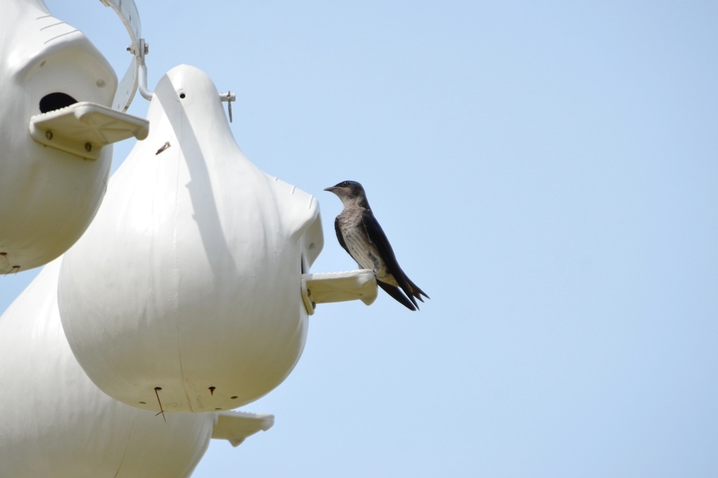 Female Purple Martin III 3-5-24