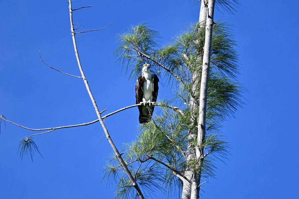 Osprey 1-vii 8-31-24