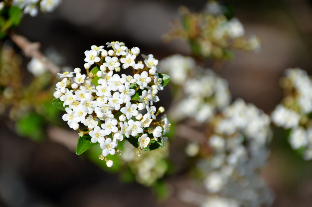 Walter's Viburnum I 2-24-22